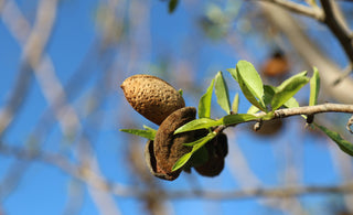 Quand les amandes récoltées à Ventabren tombent pour devenir des calissons de la Maison Parli
