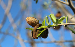 Quand les amandes récoltées à Ventabren tombent pour devenir des calissons de la Maison Parli