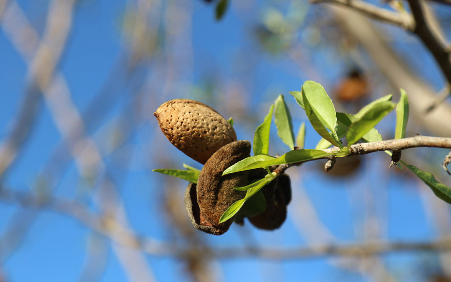 Quand les amandes récoltées à Ventabren tombent pour devenir des calissons de la Maison Parli