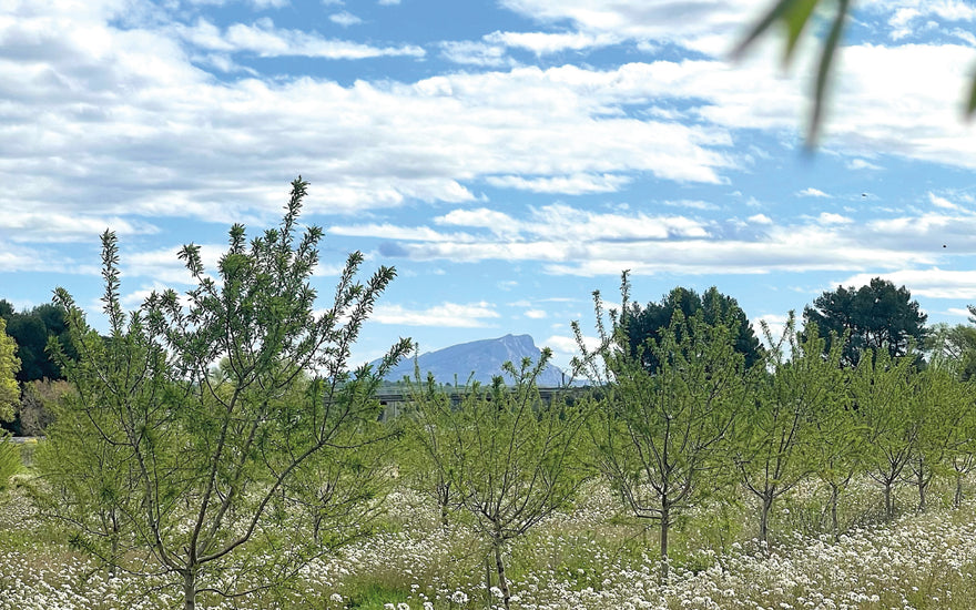 Renaissance de l'Amandiculture en Provence
