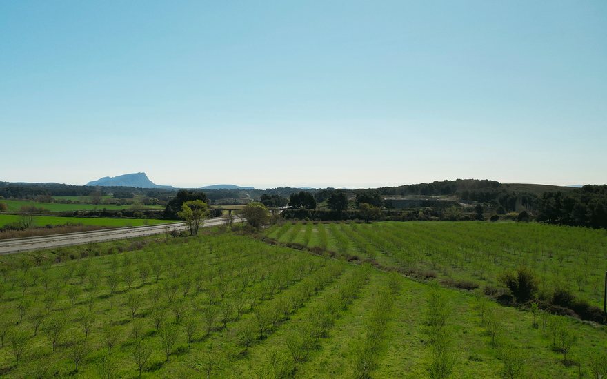 L’abeille, alliée précieuse de nos Amandiers
